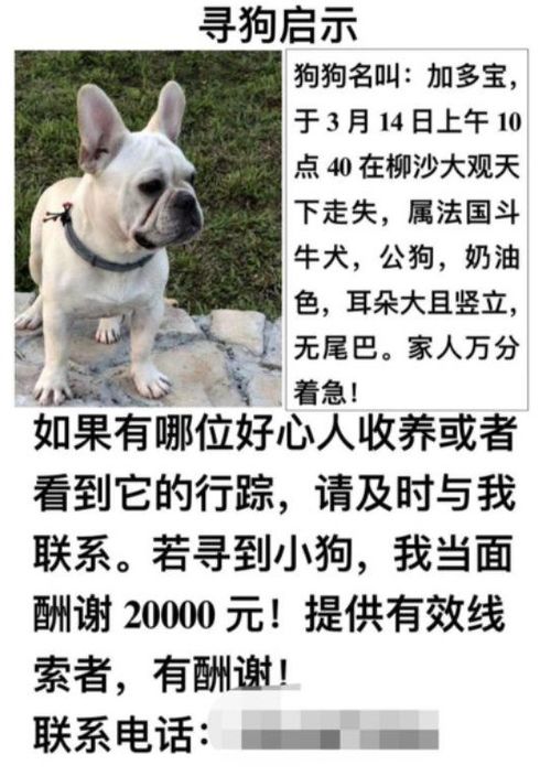 悬赏千万寻狗仅付5000？拆解宠物悬赏纠纷的维权逻辑与法律边界