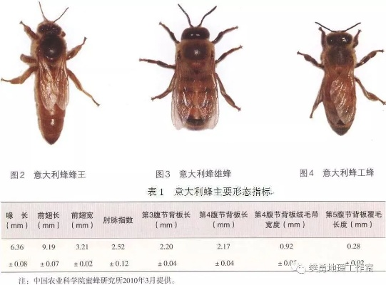 鲜有人知的海蜜蜂4大类型，精准匹配刷材料/拿成就/速通全需求