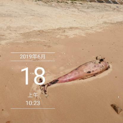 湖南疑似钓起的是哪种濒危江豚？误钓应急+保护指南全解析