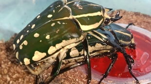 杀人蜂幼虫3大类型拆解，从孵化到实战变现，2026玩家必藏攻略