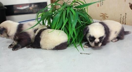 熊猫犬分哪3类？新手选养、训练、护理的全场景实战指南