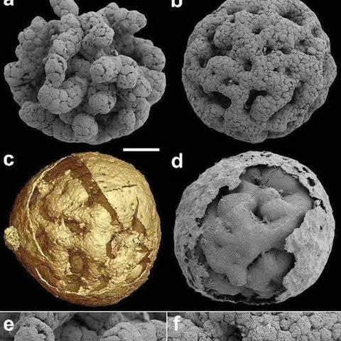 贵州6亿岁海绵宝宝啥来头？从化石类型到科研价值的全维度揭秘