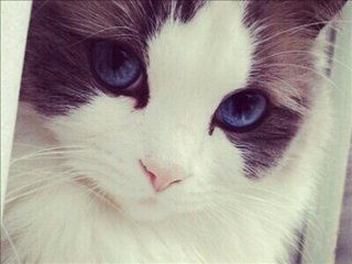 2026年稀有宠物类型全解析，匹配热门需求，搞定养宠、交易、战力提升核心问题