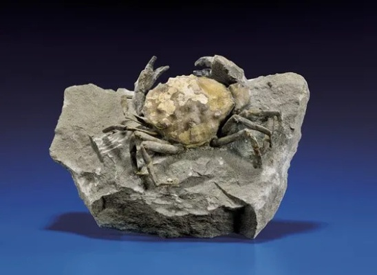 古代寄居蟹化石有哪些类型？收藏鉴定、价值评估与热门品类解析
