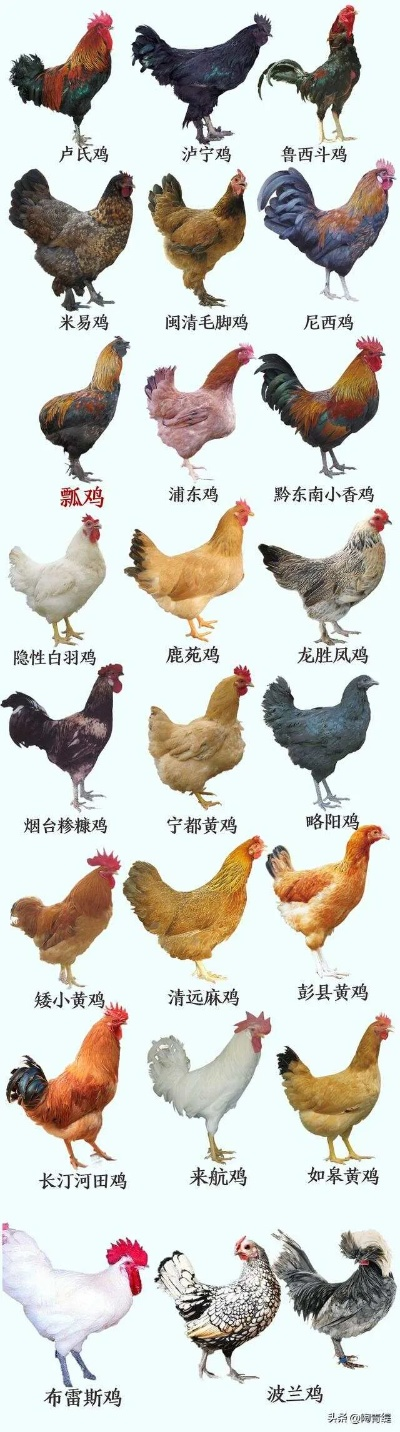 农场小鸡类型怎么选？匹配热门玩家需求的鸡种挑选+实战收益指南