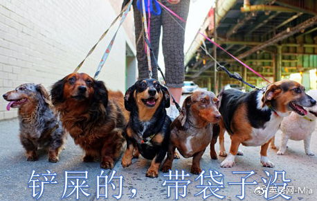 犬皮类型三维细分全解，匹配2026年热门需求的实战应用指南