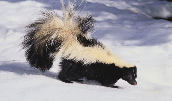 99%玩家不知道的山地臭鼬玩法，驯服狩猎+资源变现全攻略