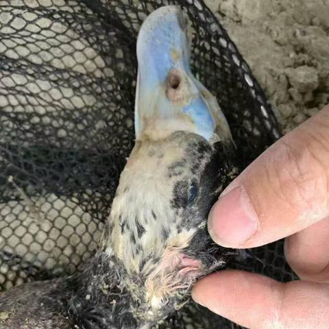 钢珠求救鸭去世了？鲜为人知的复活机制+损失挽回硬核指南