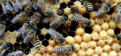 拿蜂王被蜂群追一路？养蜂人亲授3招自救+蜂群行为核心逻辑拆解