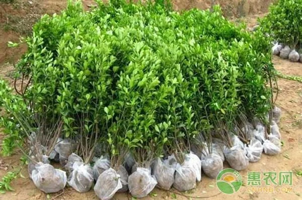 种树苗选什么？6类热门树苗匹配需求，3个月成活率达87%